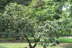 Schinus terebinthifolia